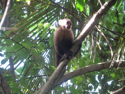 Cebus malitiosus
