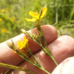 Hypericum silenoides