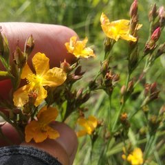 Hypericum silenoides