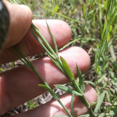 Hypericum silenoides