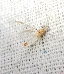 Maccaffertium modestum