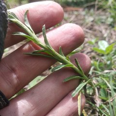 Lithospermum strictum