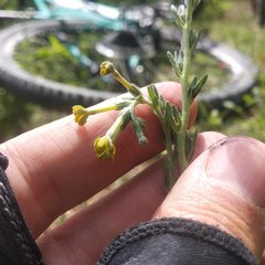 Lithospermum strictum