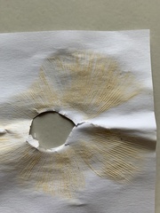 Russula ventricosipes