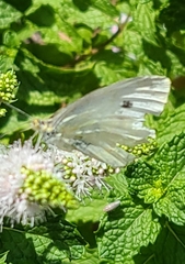Pieris rapae