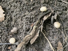 Scleroderma citrinum