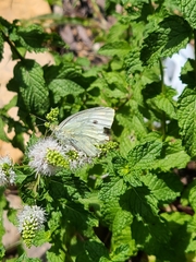 Pieris rapae