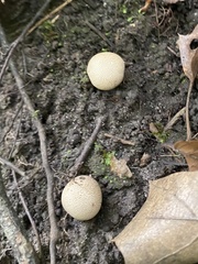 Scleroderma citrinum