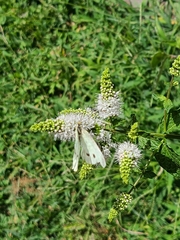 Pieris rapae