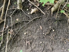 Scleroderma citrinum