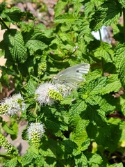 Pieris rapae