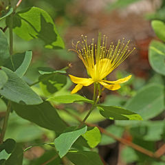 Hypericum hircinum