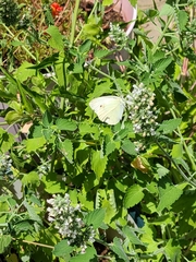 Pieris rapae