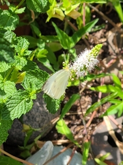Pieris rapae