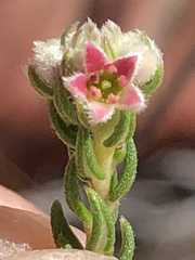 Phylica purpurea pearsonii