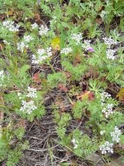 Scandix pecten-veneris