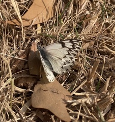 Tatochila mercedis mercedis