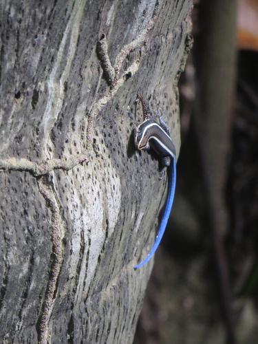 Tretioscincus bifasciatus