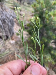 Baccharis thesioides