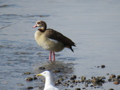 Alopochen aegyptiaca