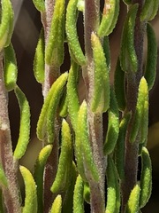 Phylica purpurea pearsonii