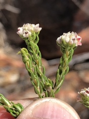 Phylica purpurea pearsonii