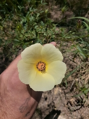 Hibiscus coulteri