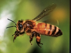 Apis mellifera