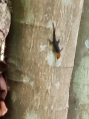 Gonatodes albogularis fuscus