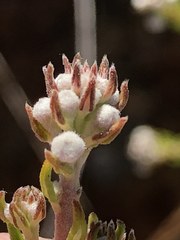 Phylica purpurea pearsonii