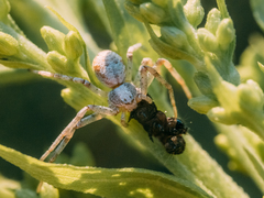 Philodromus cespitum
