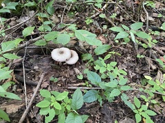 Agaricus