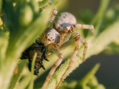 Philodromus cespitum