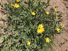 Heterotheca schneideri