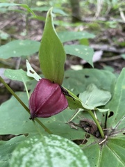 Trillium erectum