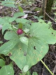 Trillium erectum