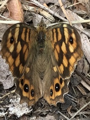 Pararge aegeria aegeria