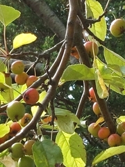 Peraphyllum ramosissimum