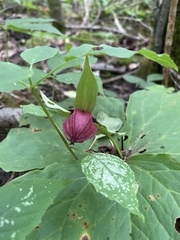 Trillium erectum