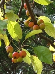 Peraphyllum ramosissimum