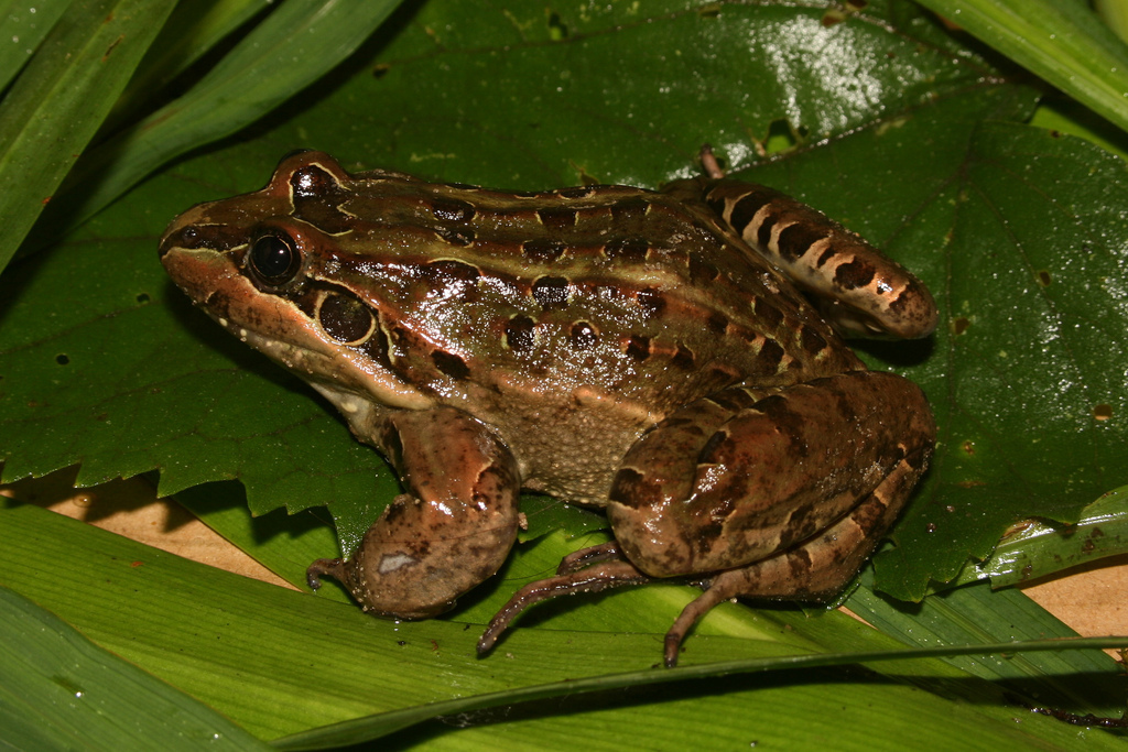 Argus Frog