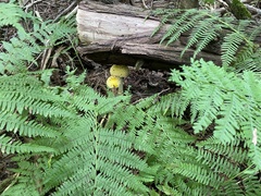 Amanita muscaria guessowii