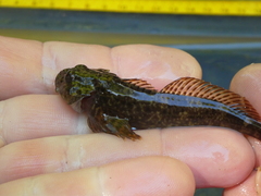 Cottus aleuticus
