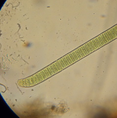 Oscillatoria