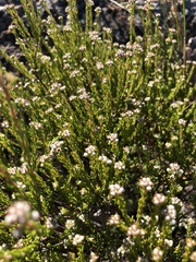 Phylica purpurea pearsonii