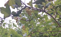Viburnum trilobum image