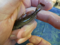 Cottus aleuticus