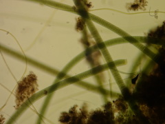 Oscillatoria
