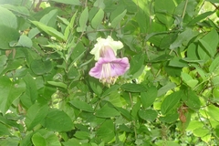 Cobaea scandens