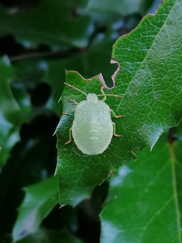 Green shield bug